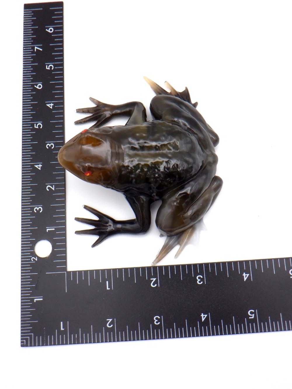 Handmade Resin Frog - Picture 7 of 7